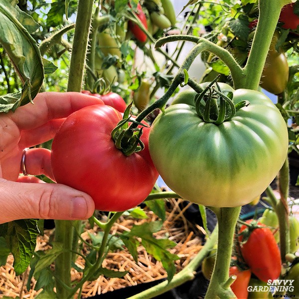 When to pick tomatoes for the best flavor and fruit quality