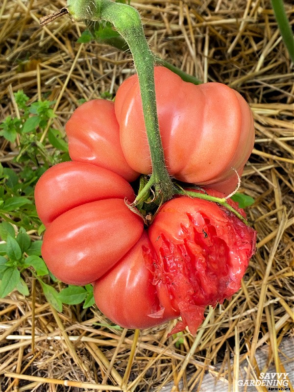 When to pick tomatoes for the best flavor and fruit quality