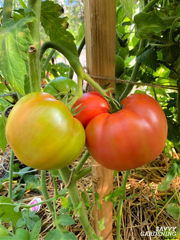 When to pick tomatoes for the best flavor and fruit quality
