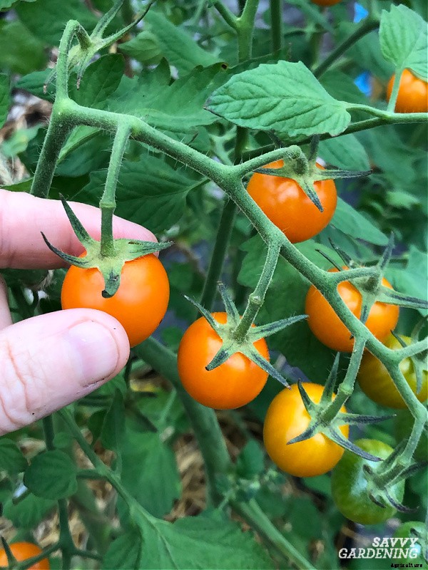When to pick tomatoes for the best flavor and fruit quality
