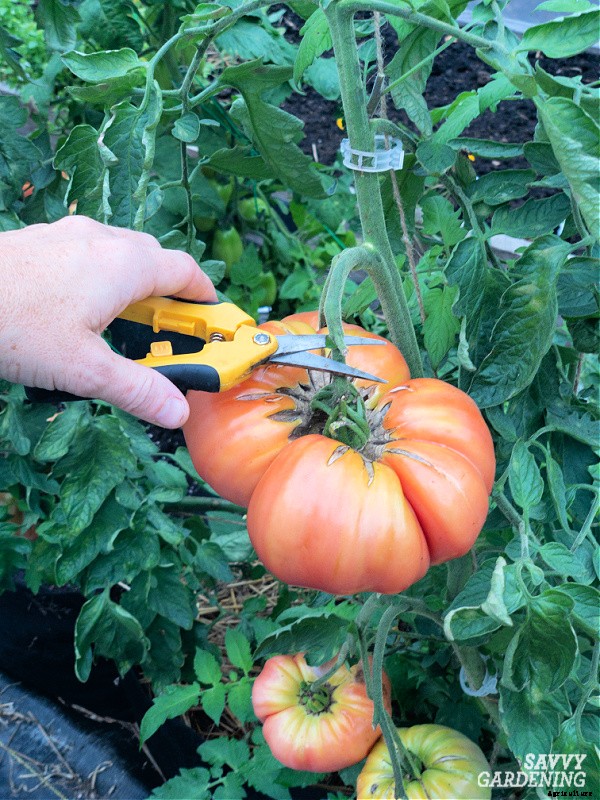 When to pick tomatoes for the best flavor and fruit quality