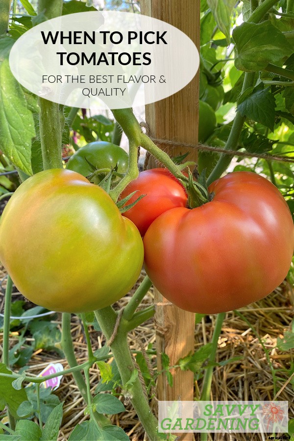 When to pick tomatoes for the best flavor and fruit quality