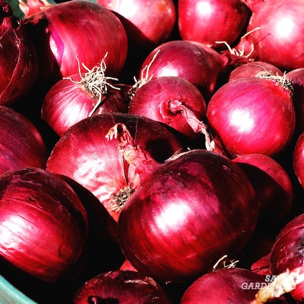 Curing onions for long-term storage and winter use