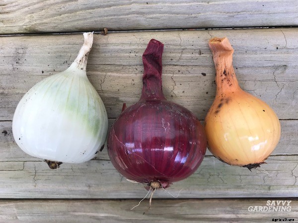 Curing onions for long-term storage and winter use