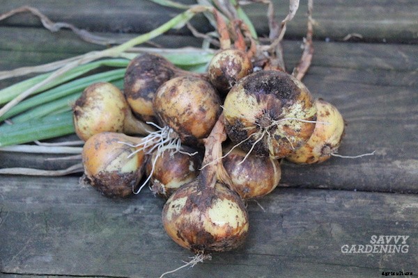 Curing onions for long-term storage and winter use