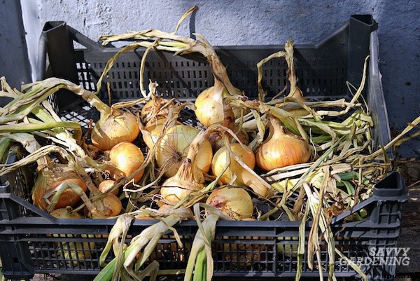 Curing onions for long-term storage and winter use
