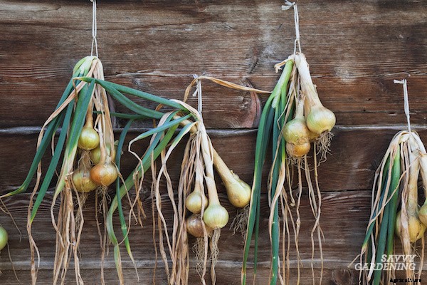 Curing onions for long-term storage and winter use