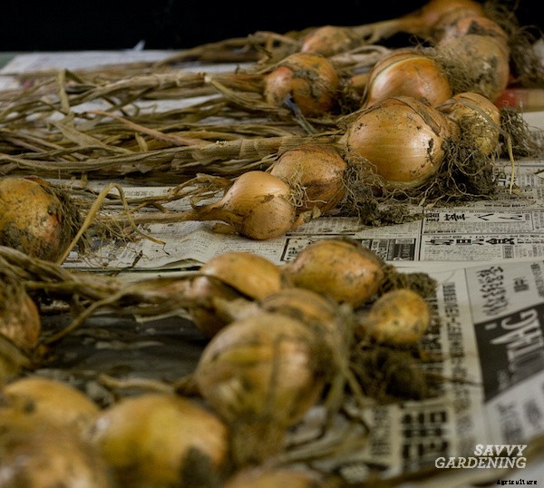 Curing onions for long-term storage and winter use