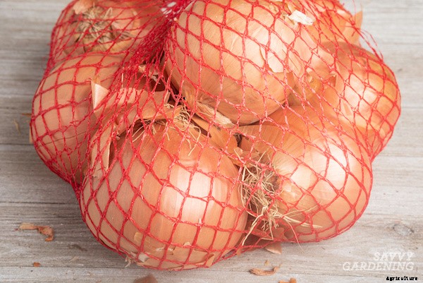 Curing onions for long-term storage and winter use