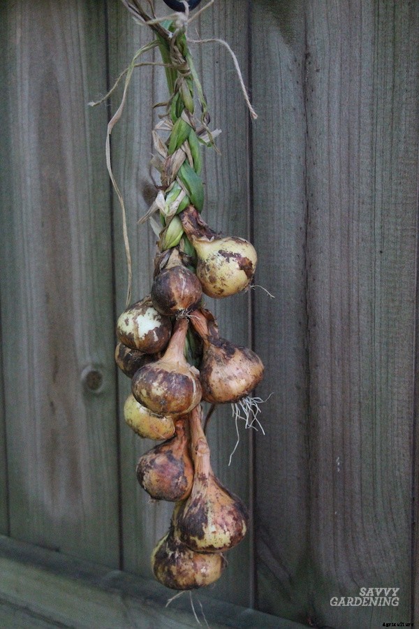 Curing onions for long-term storage and winter use