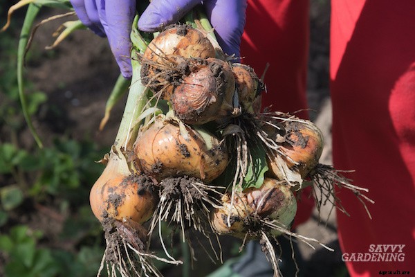 Curing onions for long-term storage and winter use