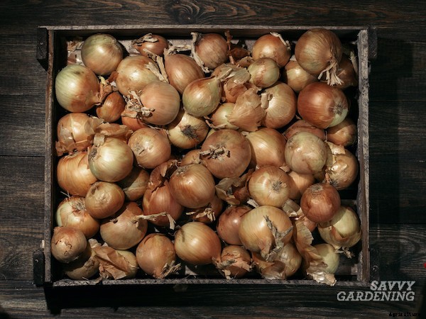 Curing onions for long-term storage and winter use