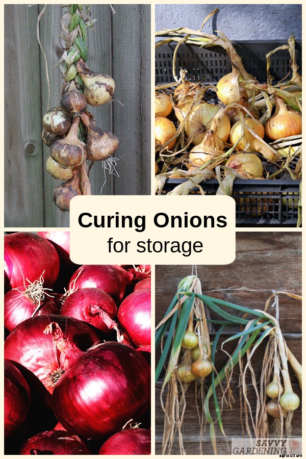 Curing onions for long-term storage and winter use