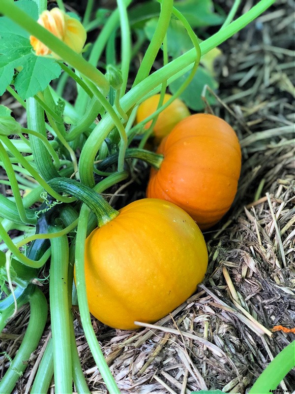 Small pumpkins: How to plant, grow, and harvest pint-sized pumpkins