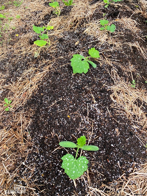 Small pumpkins: How to plant, grow, and harvest pint-sized pumpkins