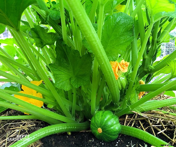 Small pumpkins: How to plant, grow, and harvest pint-sized pumpkins