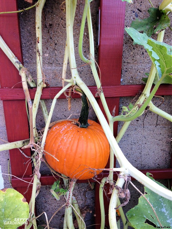 Small pumpkins: How to plant, grow, and harvest pint-sized pumpkins
