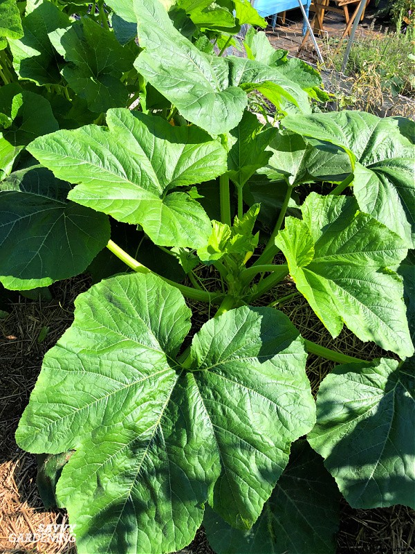 Small pumpkins: How to plant, grow, and harvest pint-sized pumpkins