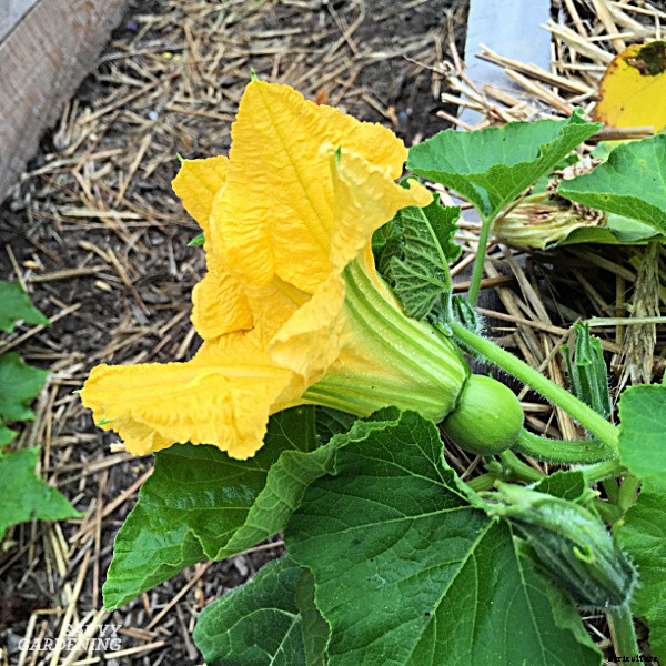 Small pumpkins: How to plant, grow, and harvest pint-sized pumpkins