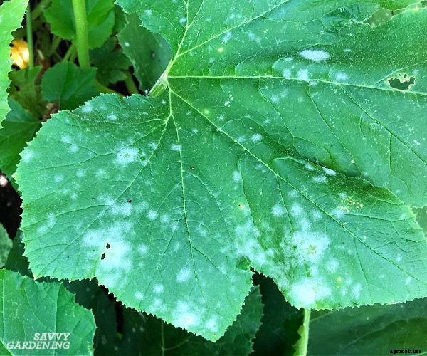 Small pumpkins: How to plant, grow, and harvest pint-sized pumpkins