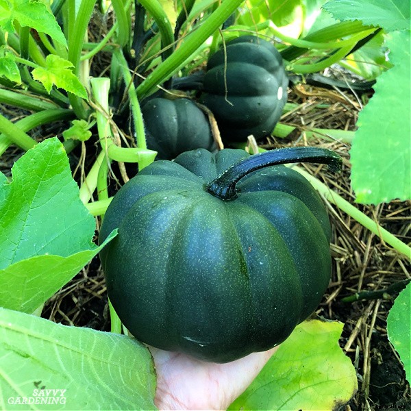 Small pumpkins: How to plant, grow, and harvest pint-sized pumpkins