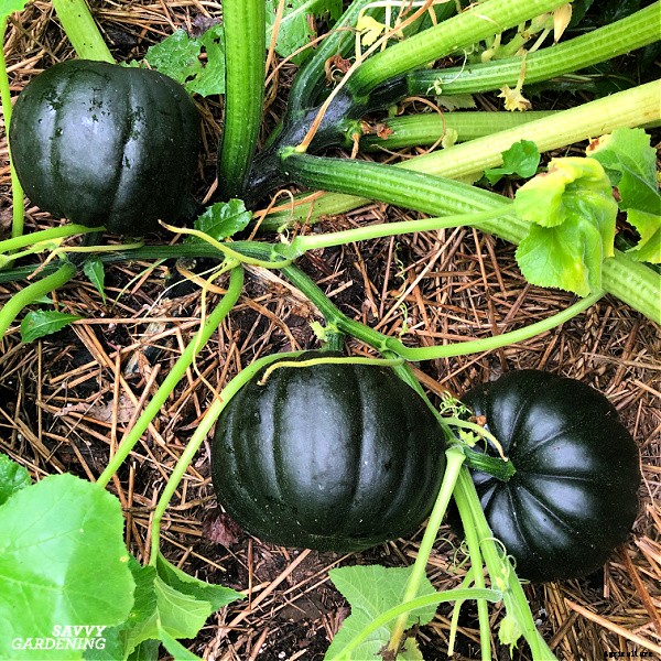 Small pumpkins: How to plant, grow, and harvest pint-sized pumpkins