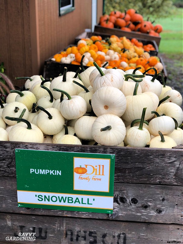 Small pumpkins: How to plant, grow, and harvest pint-sized pumpkins