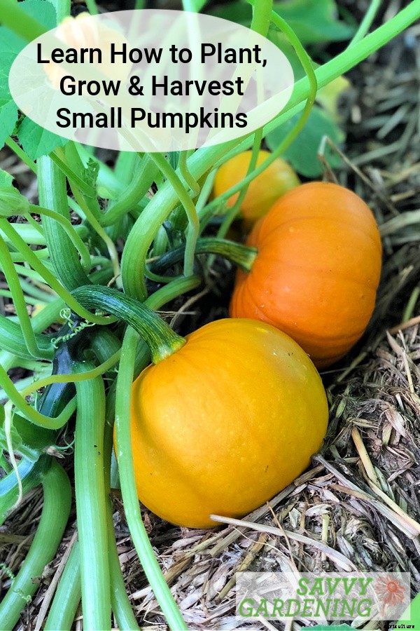 Small pumpkins: How to plant, grow, and harvest pint-sized pumpkins
