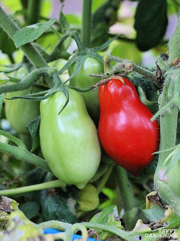 Plum tomatoes: How to grow plum tomatoes in gardens and containers