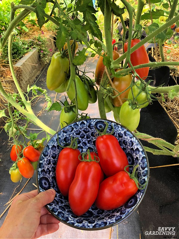 Plum tomatoes: How to grow plum tomatoes in gardens and containers