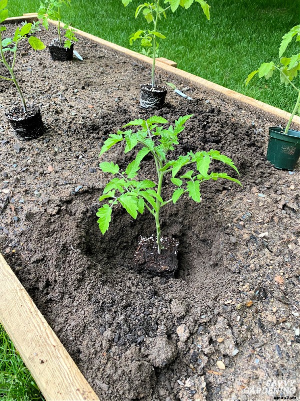 Plum tomatoes: How to grow plum tomatoes in gardens and containers