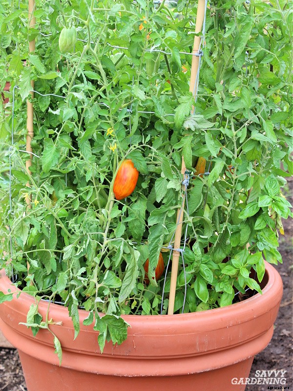 Plum tomatoes: How to grow plum tomatoes in gardens and containers