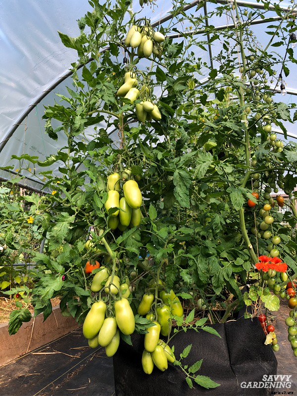 Plum tomatoes: How to grow plum tomatoes in gardens and containers