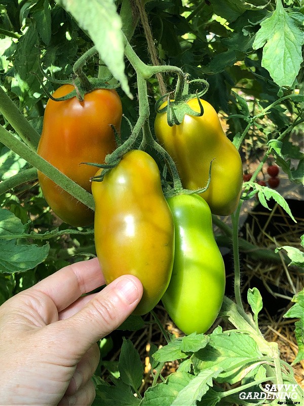 Plum tomatoes: How to grow plum tomatoes in gardens and containers