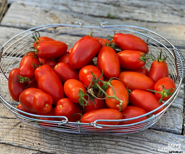 Plum tomatoes: How to grow plum tomatoes in gardens and containers