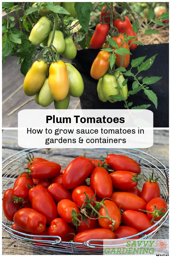 Plum tomatoes: How to grow plum tomatoes in gardens and containers