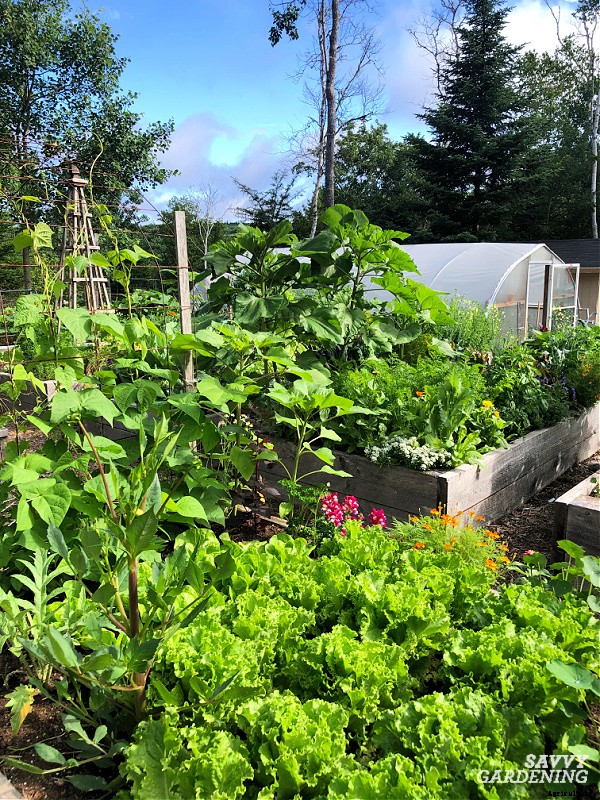 The best vegetables to grow in raised beds: 10 delicious choices