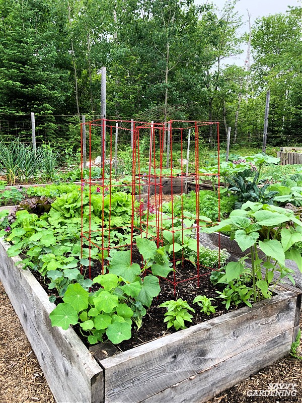 The best vegetables to grow in raised beds: 10 delicious choices