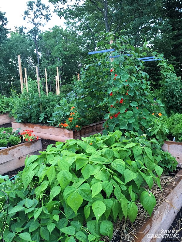 The best vegetables to grow in raised beds: 10 delicious choices
