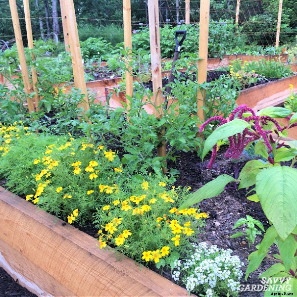 The best vegetables to grow in raised beds: 10 delicious choices