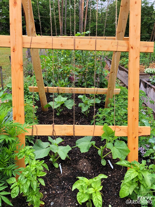 The best vegetables to grow in raised beds: 10 delicious choices