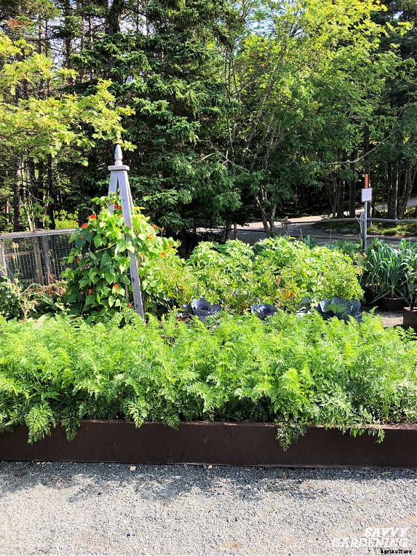 The best vegetables to grow in raised beds: 10 delicious choices