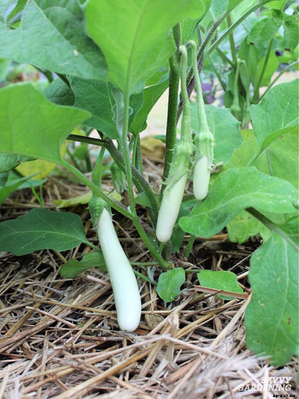 The best vegetables to grow in raised beds: 10 delicious choices