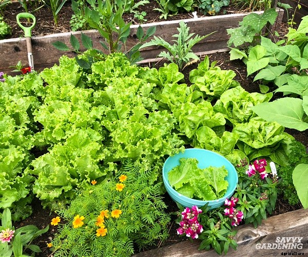 The best vegetables to grow in raised beds: 10 delicious choices
