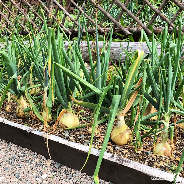 The best vegetables to grow in raised beds: 10 delicious choices
