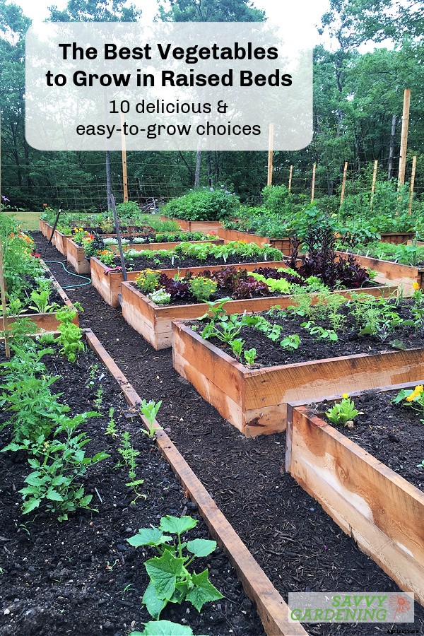 The best vegetables to grow in raised beds: 10 delicious choices