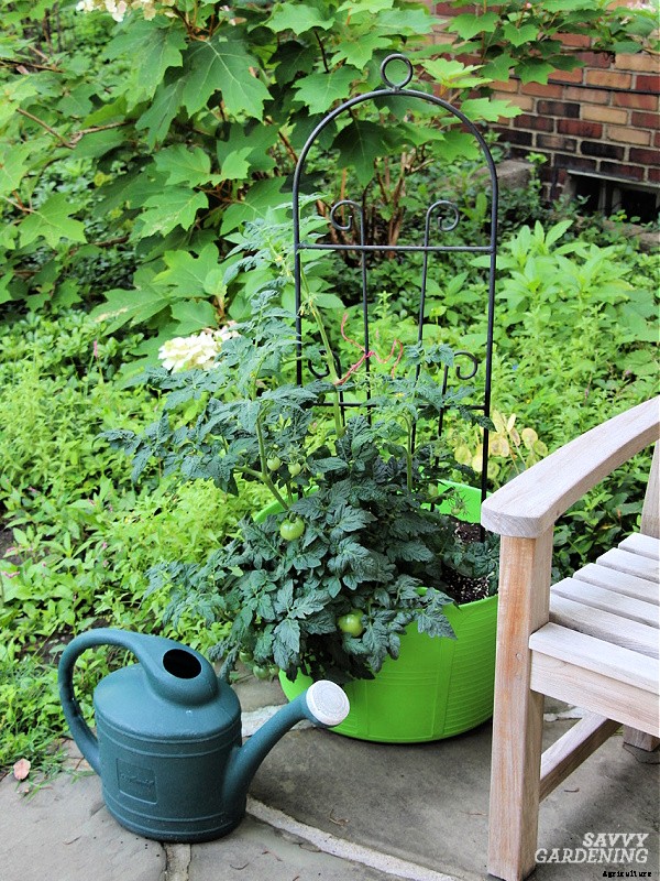 How often do you water tomato plants: In gardens, pots and straw bales