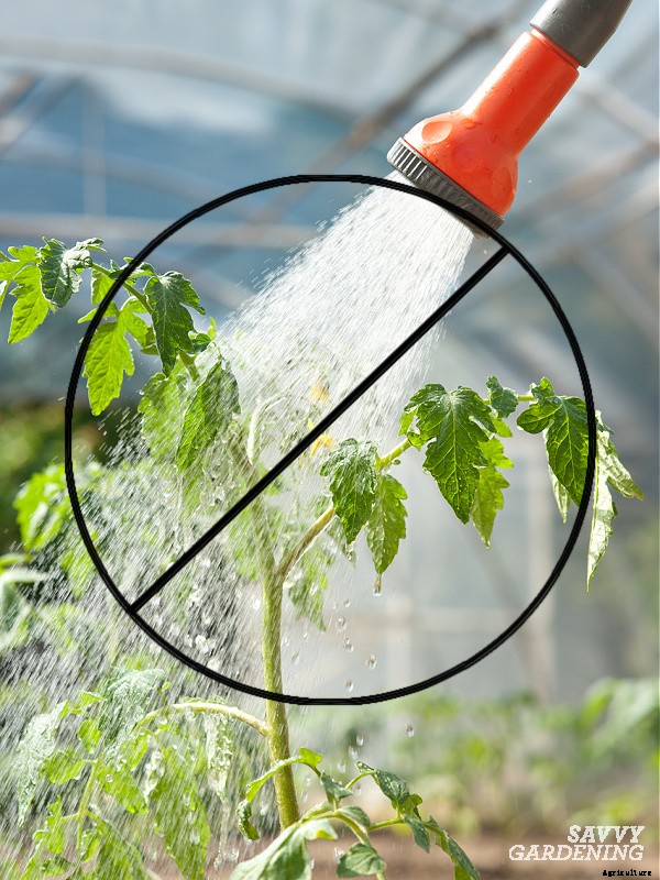 How often do you water tomato plants: In gardens, pots and straw bales