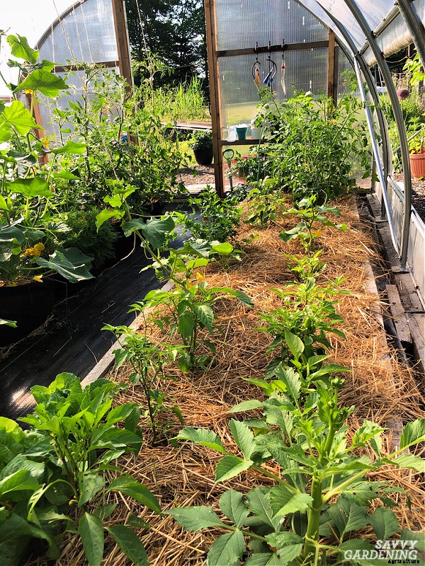 How often do you water tomato plants: In gardens, pots and straw bales