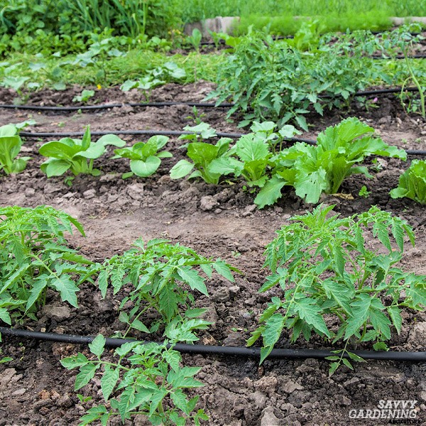 How often do you water tomato plants: In gardens, pots and straw bales
